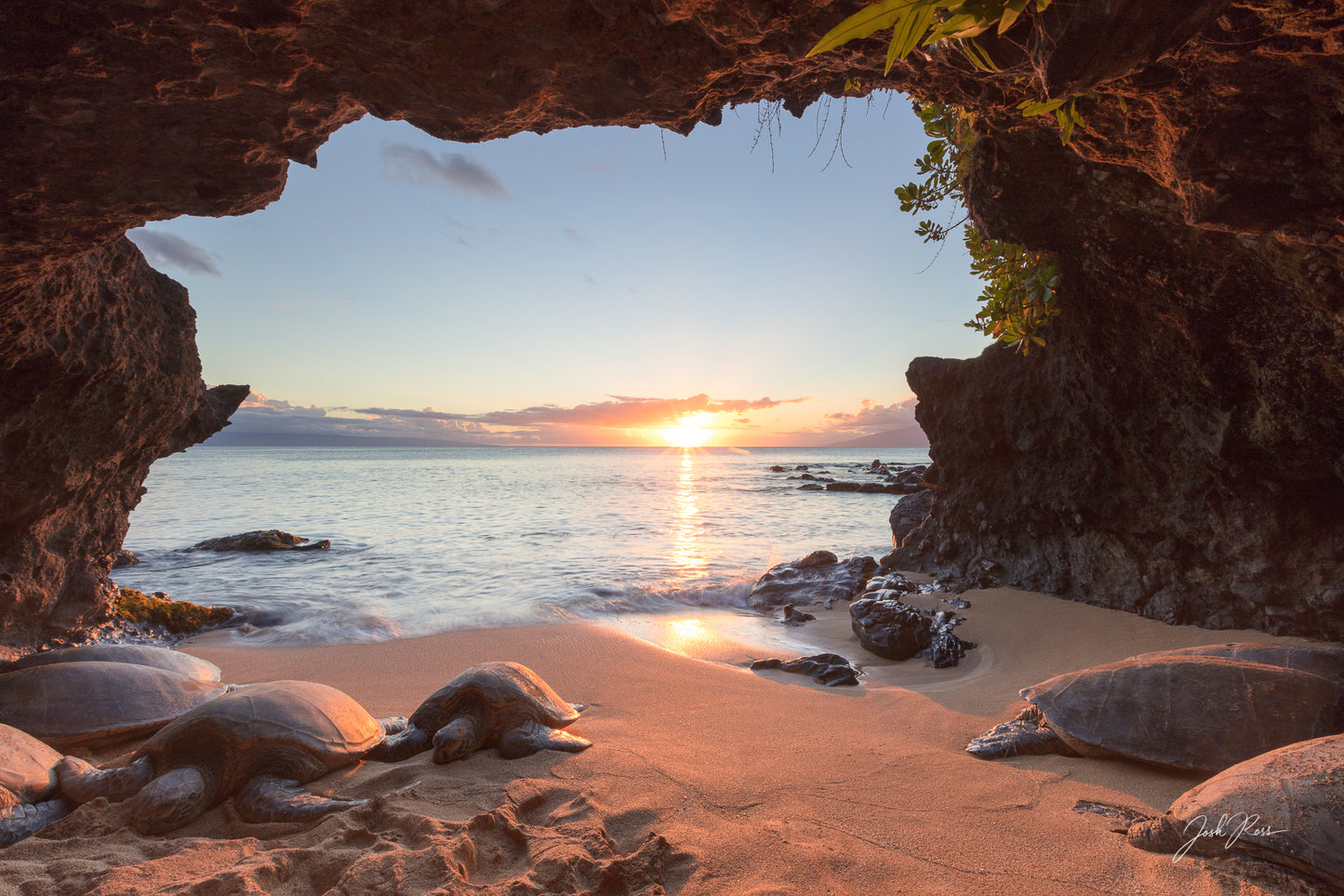 Dreaming Sea Turtles