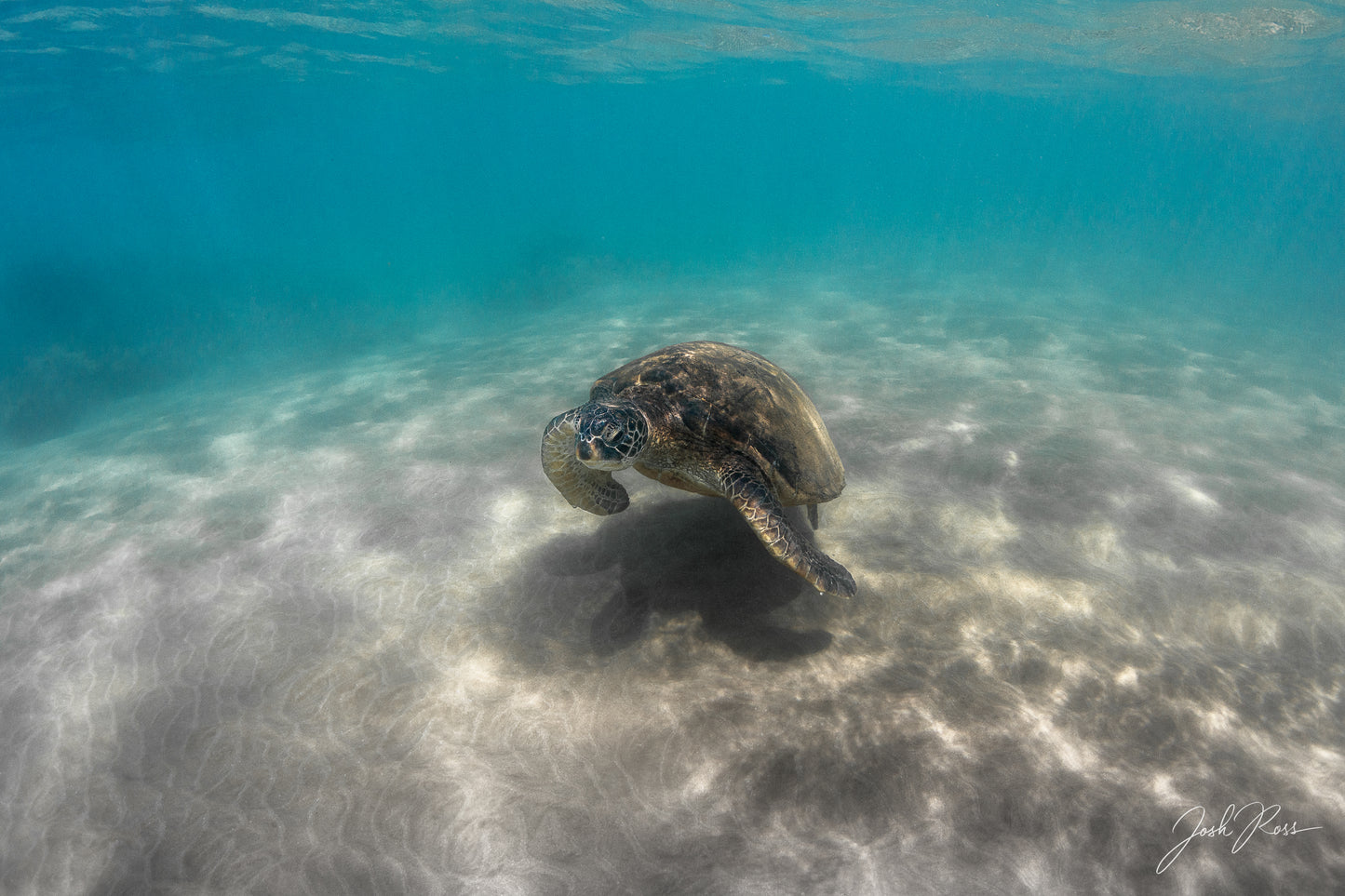 Honu Shadow
