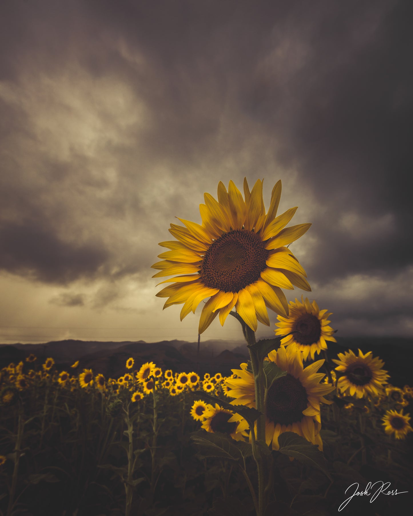 Sunshine on a Cloudy Day