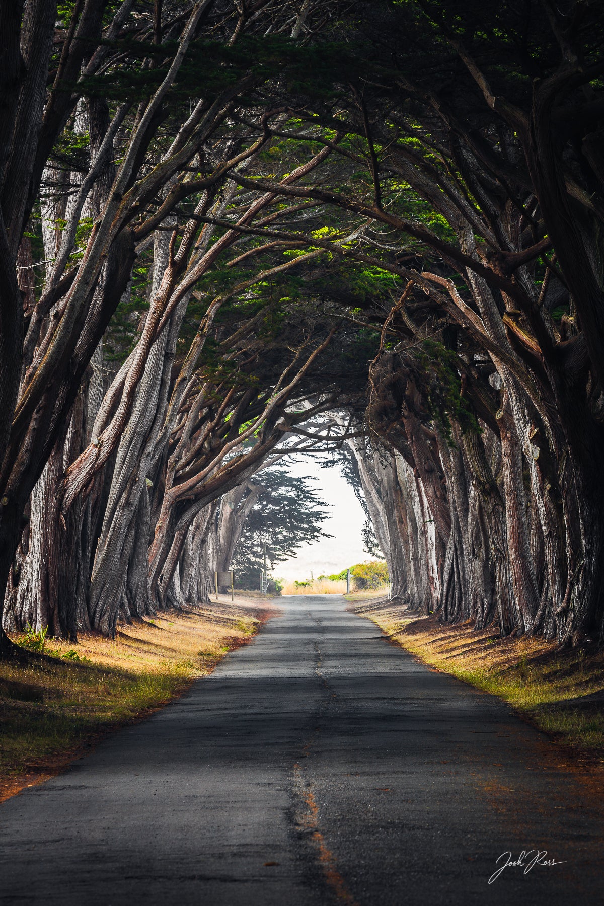 Tunnel of Cypress Trees