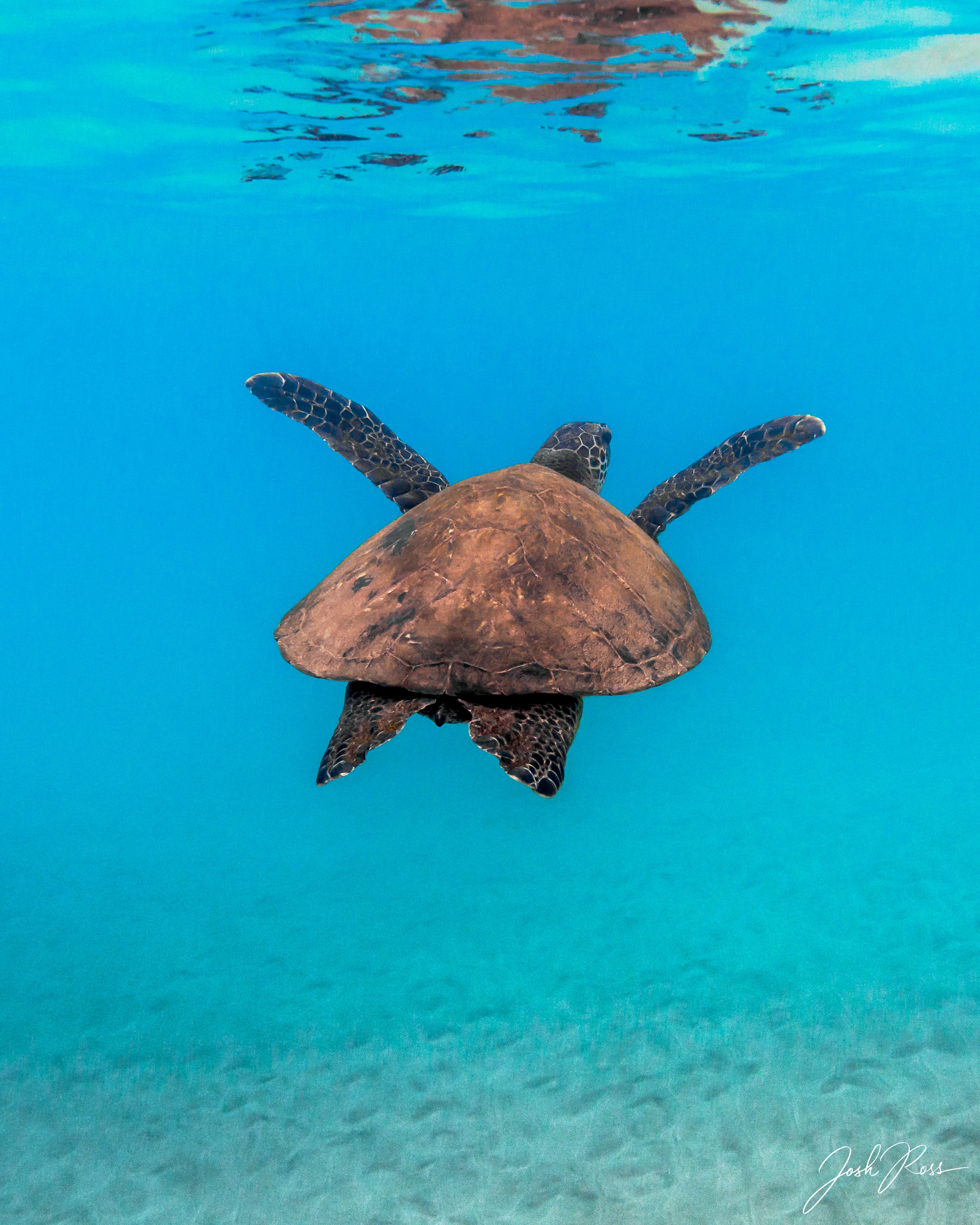 Underwater Photography