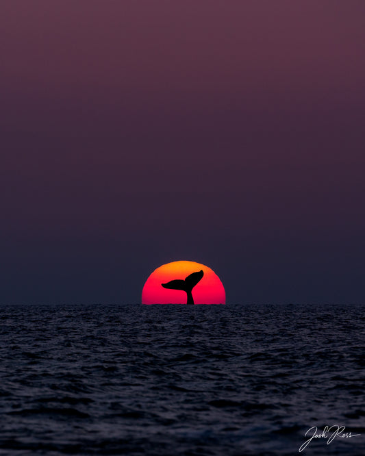 A Whale of a Sunset