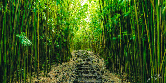 Bamboo Paths