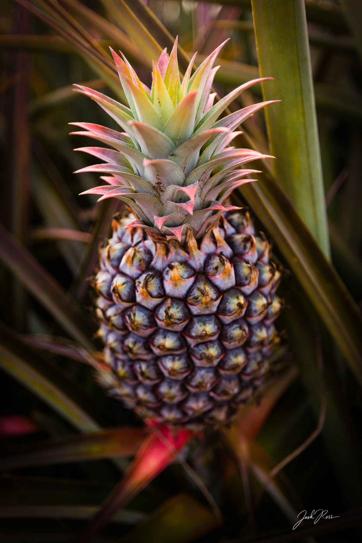 Vibración de piña de Maui