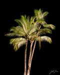 Palmeras nocturnas