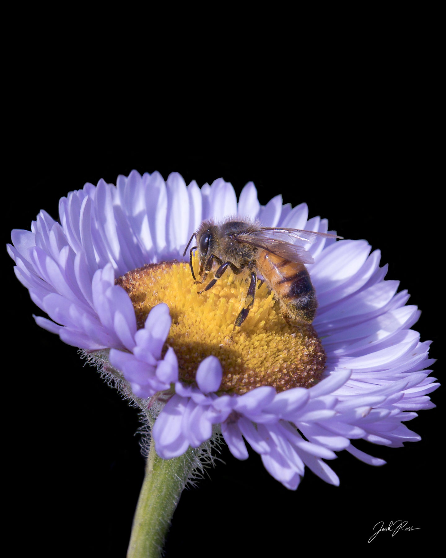 Abeja de primavera