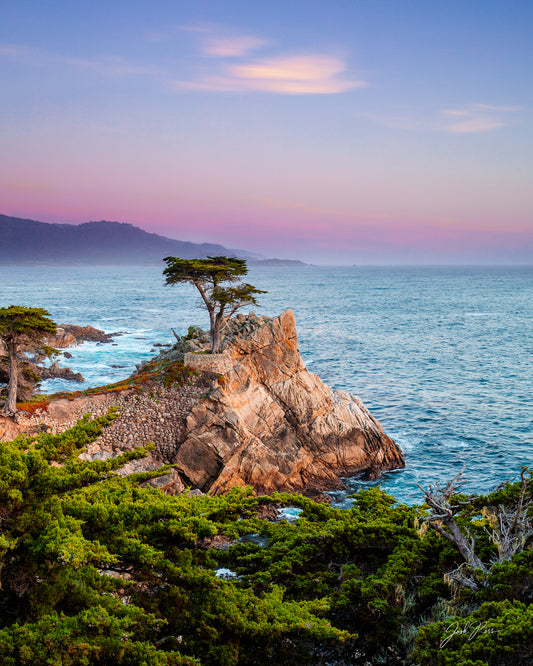 The Lone Cypress at Sunset